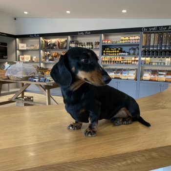 The Quite Site Eco Shop dog